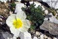 Papaver alpinum