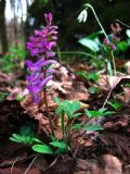 Corydalis cava