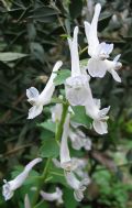 Corydalis solida