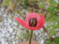 Papaver hybridum