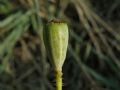 Papaver dubium