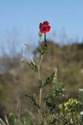 Papaver hybridum