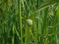 Papaver rhoeas