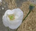 Papaver rhoeas