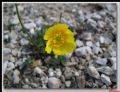 Papaver alpinum