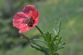 Papaver hybridum