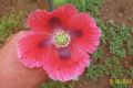 Papaver somniferum