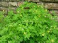 Chelidonium majus