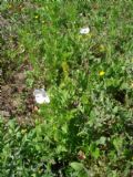 Papaver hybridum