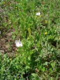 Papaver hybridum