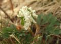 Corydalis pumila