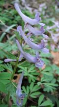 Corydalis solida