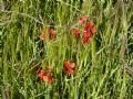 Papaver argemone