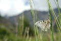 Parnassius apollo