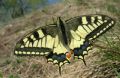 Papilio machaon