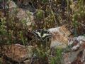Papilio hospiton