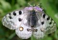 Parnassius apollo