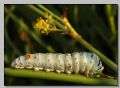 Papilio machaon