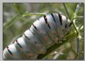 Papilio machaon