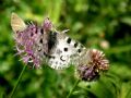 Parnassius apollo