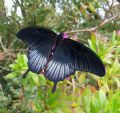 Papilio memnon lowii