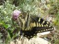 Papilio hospiton