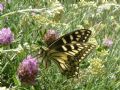 Papilio hospiton