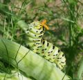 Papilio machaon