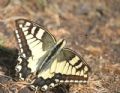 Papilio machaon