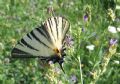 Iphiclides podalirius