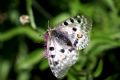 Parnassius apollo