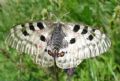 Parnassius apollo