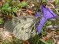 Parnassius mnemosyne