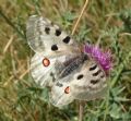 Parnassius apollo