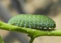 Iphiclides podalirius