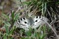 Parnassius apollo