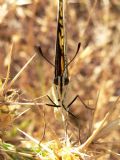 Papilio machaon