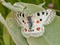 Parnassius apollo