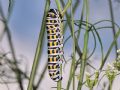 Papilio alexanor