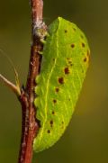 Iphiclides podalirius