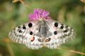 Parnassius apollo