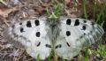 Parnassius apollo