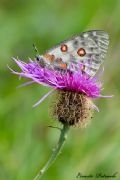 Parnassius apollo