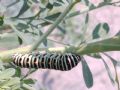 Papilio machaon