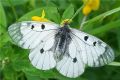 Parnassius mnemosyne