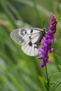 Parnassius mnemosyne