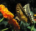 Papilio machaon