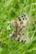 Parnassius apollo