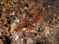 Oxidus sp.