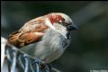 Passer domesticus